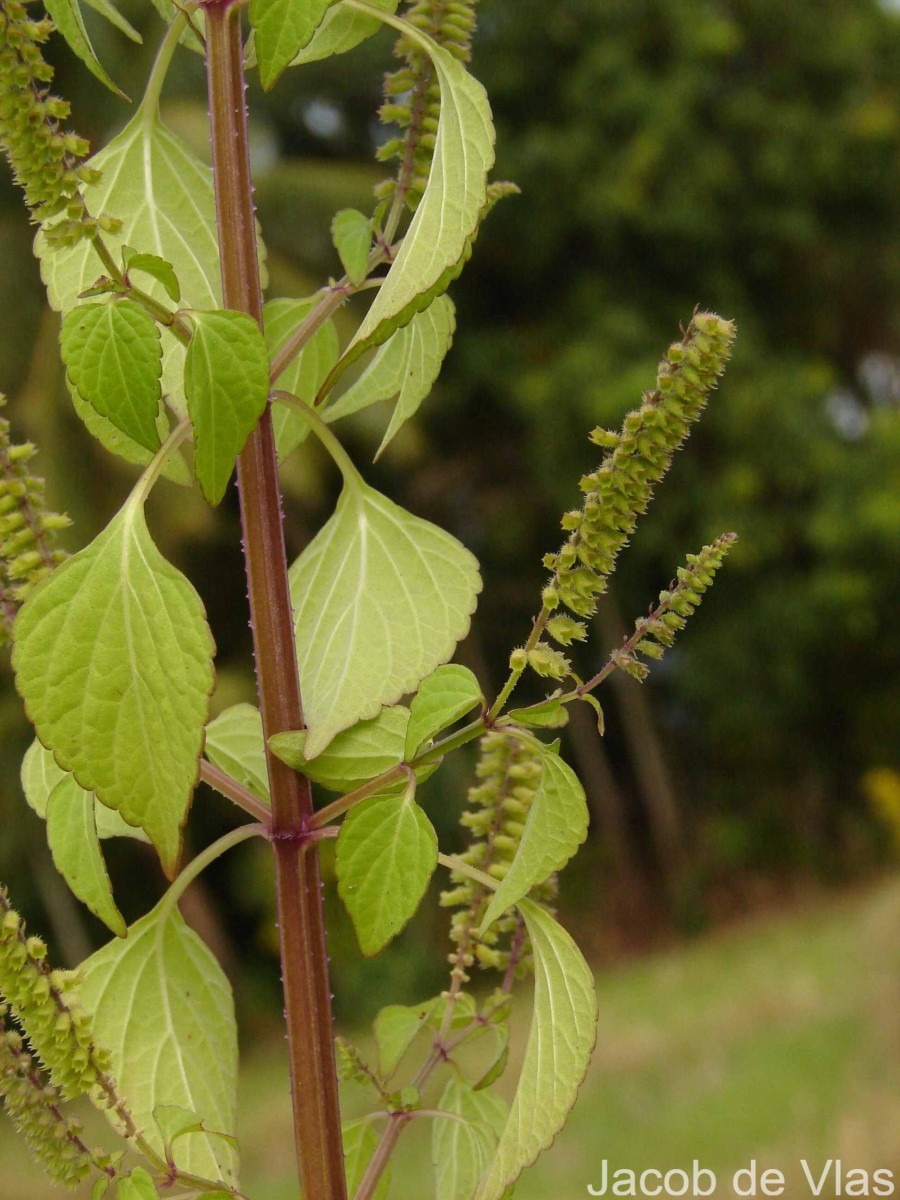 Basilicum polystachyon (L.) Moench